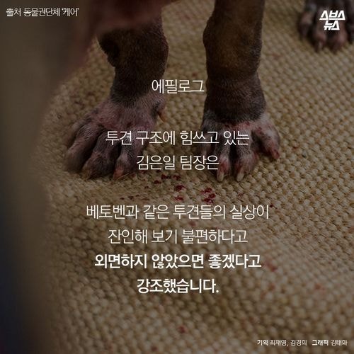 어느 투견의 반전매력