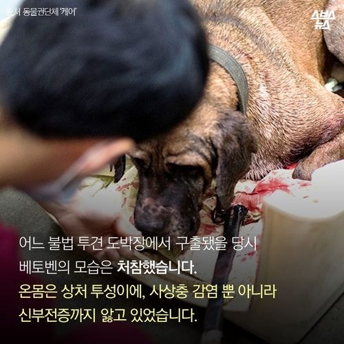 어느 투견의 반전매력