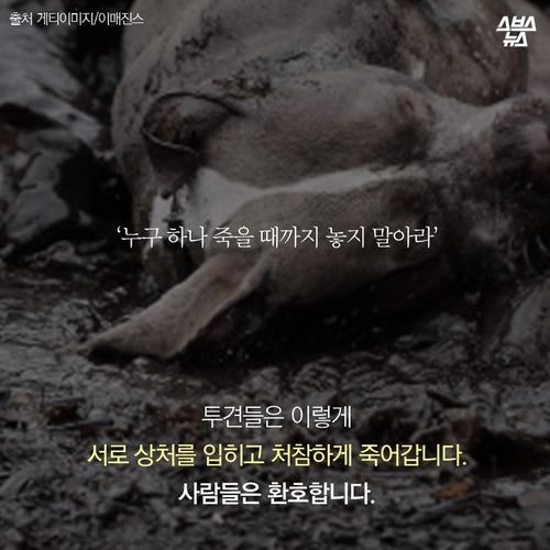 어느 투견의 반전매력