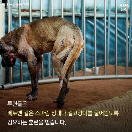 어느 투견의 반전매력