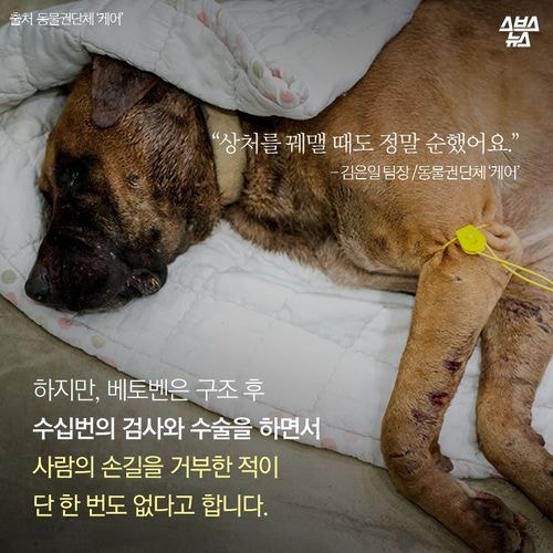어느 투견의 반전매력