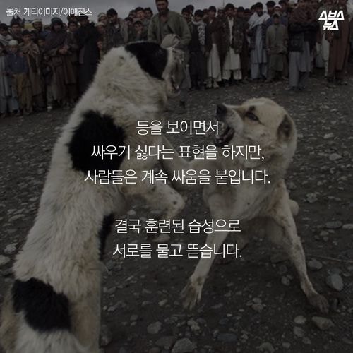 어느 투견의 반전매력