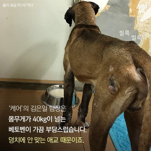 어느 투견의 반전매력