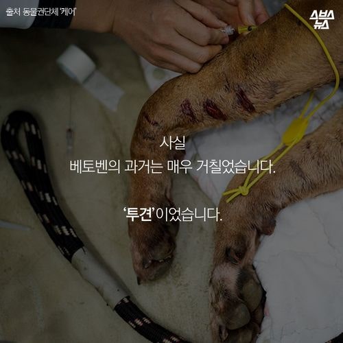 어느 투견의 반전매력