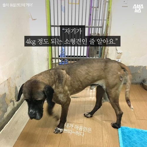 어느 투견의 반전매력