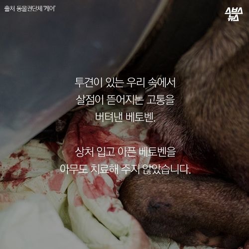 어느 투견의 반전매력