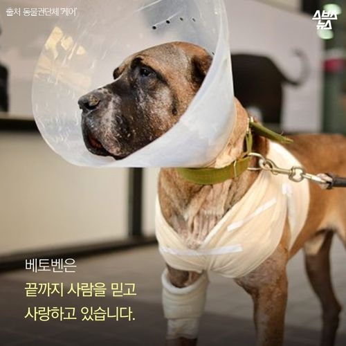 어느 투견의 반전매력