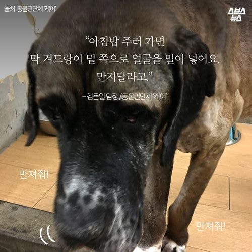 어느 투견의 반전매력