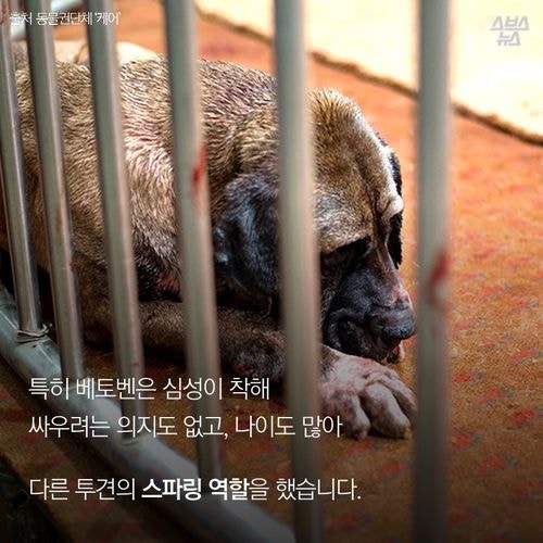 어느 투견의 반전매력