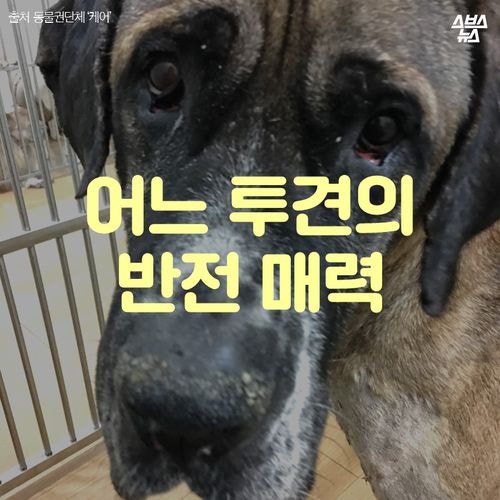 어느 투견의 반전매력