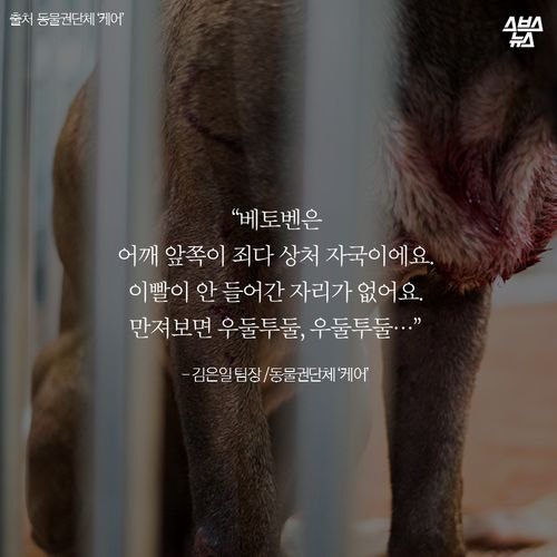 어느 투견의 반전매력