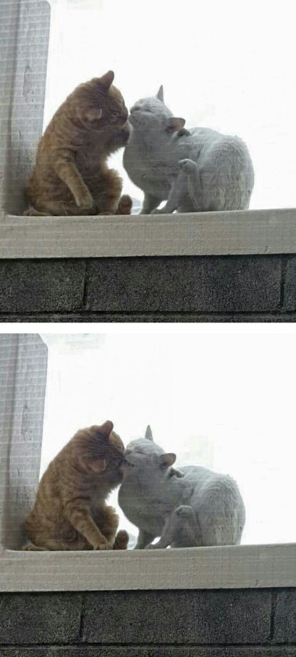 상 고양이의 키스