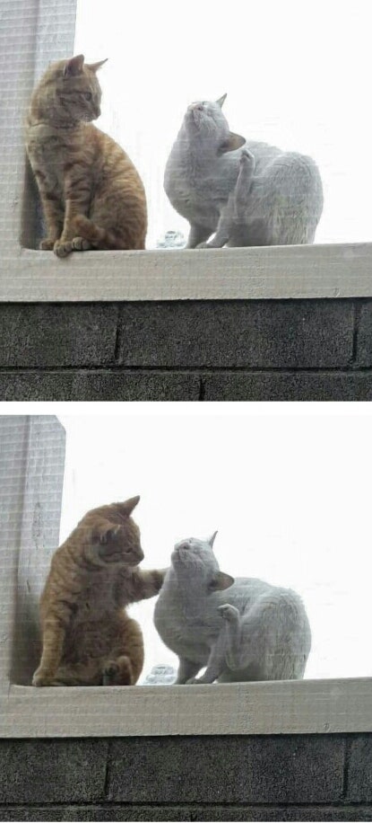 상 고양이의 키스