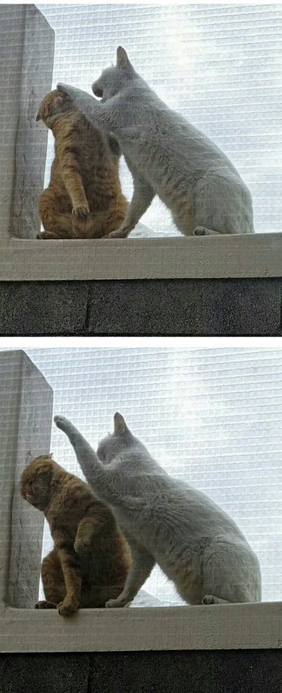 상 고양이의 키스