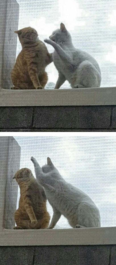 상 고양이의 키스