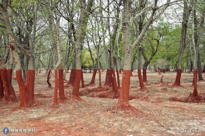 포토샵 안쓴 진짜 풍경 사진들