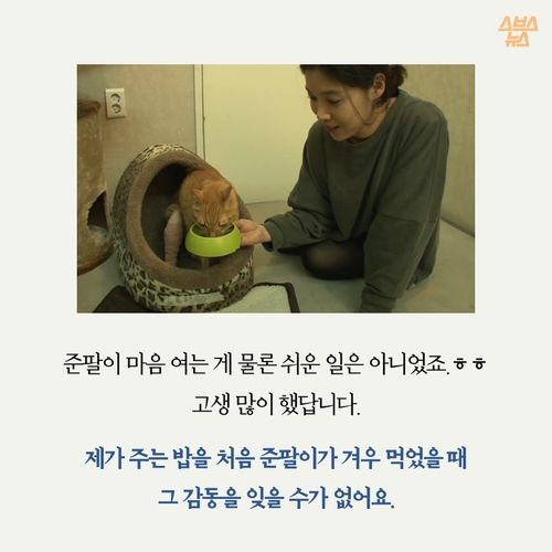 고양이 확대범을 잡았습니다