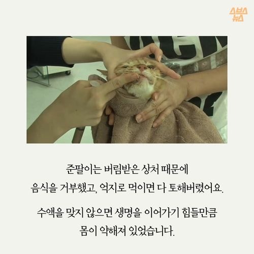 고양이 확대범을 잡았습니다