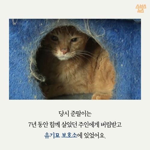 고양이 확대범을 잡았습니다