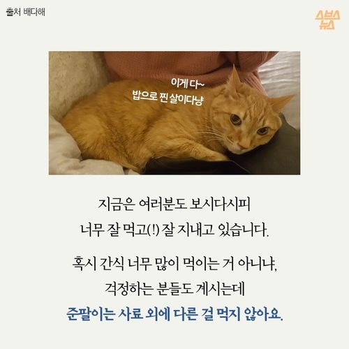 고양이 확대범을 잡았습니다