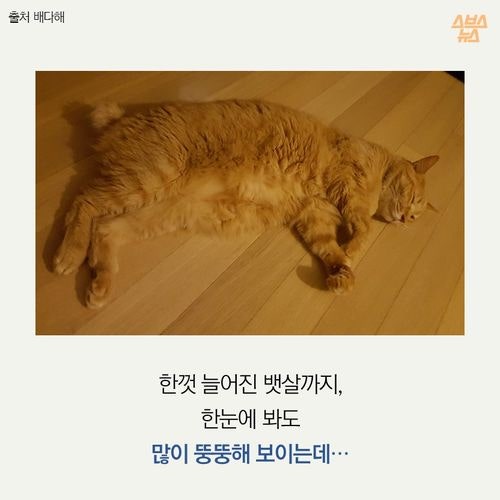 고양이 확대범을 잡았습니다