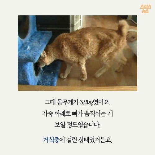 고양이 확대범을 잡았습니다