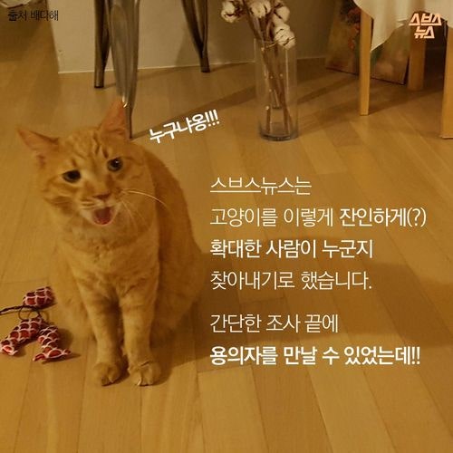 고양이 확대범을 잡았습니다
