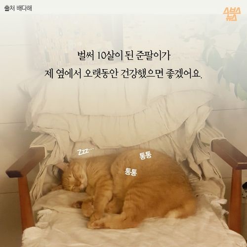 고양이 확대범을 잡았습니다