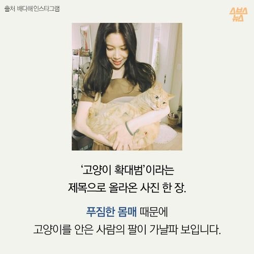 고양이 확대범을 잡았습니다