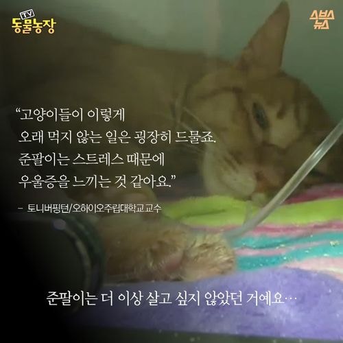 고양이 확대범을 잡았습니다