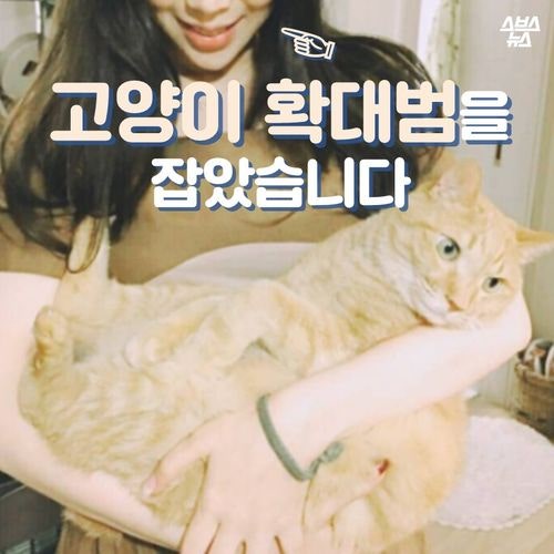 고양이 확대범을 잡았습니다