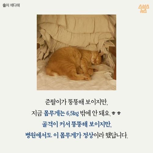 고양이 확대범을 잡았습니다