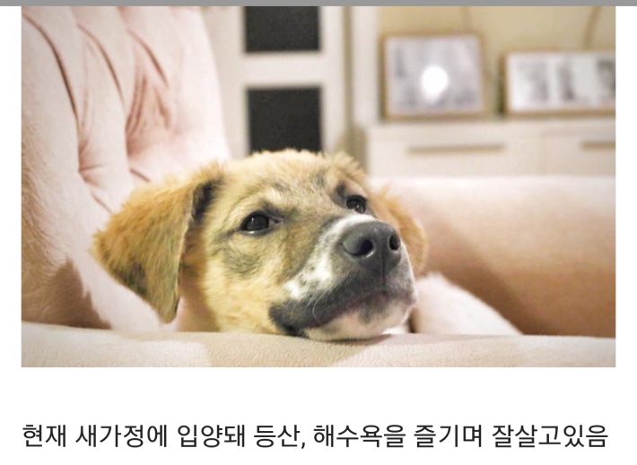 접착제 테러당한 강아지 구조