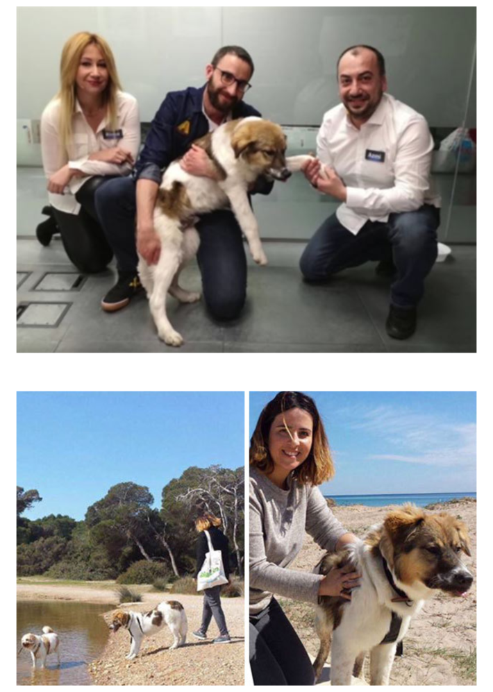 접착제 테러당한 강아지 구조