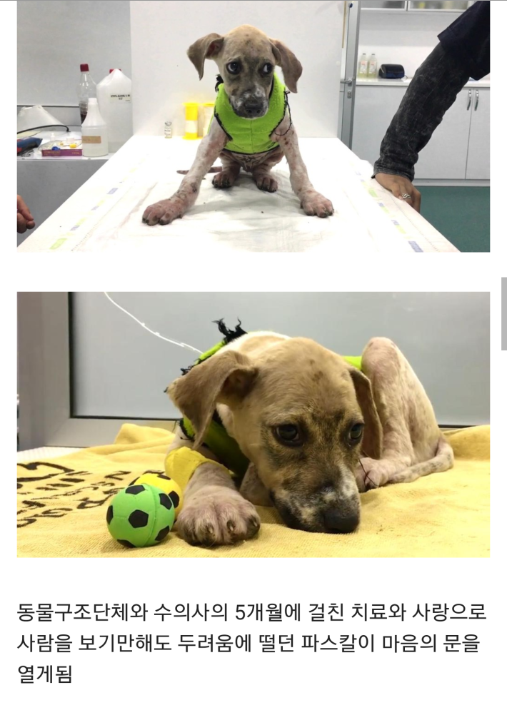 접착제 테러당한 강아지 구조