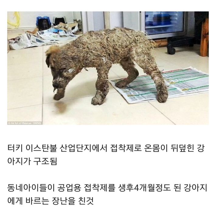 접착제 테러당한 강아지 구조