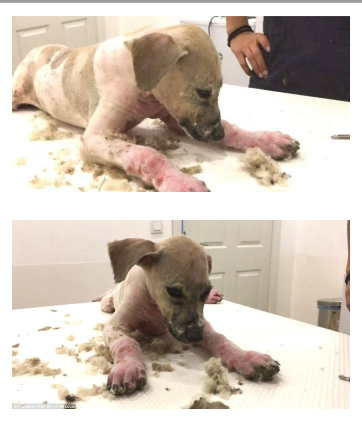 접착제 테러당한 강아지 구조