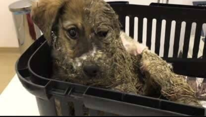 접착제 테러당한 강아지 구조