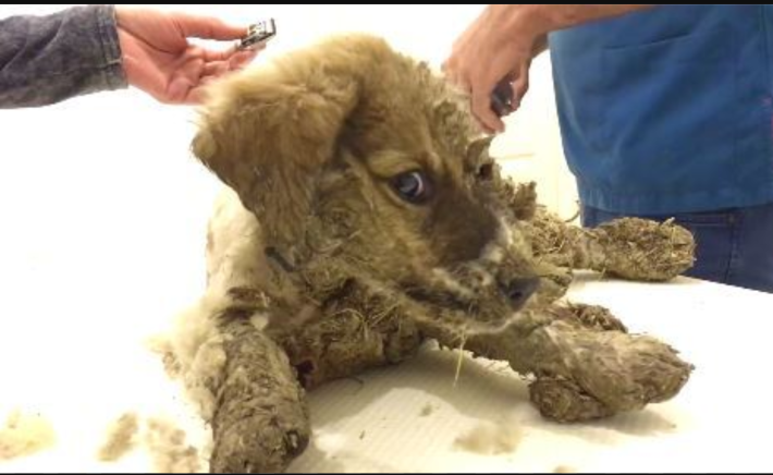 접착제 테러당한 강아지 구조