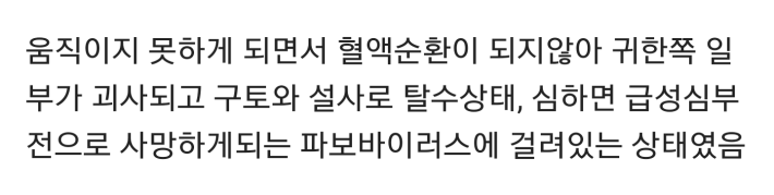 접착제 테러당한 강아지 구조