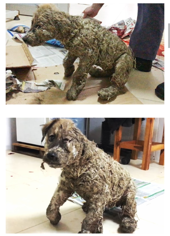 접착제 테러당한 강아지 구조