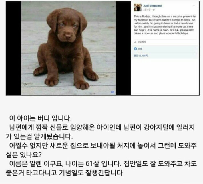 입양받은 강아지 바로 분양
