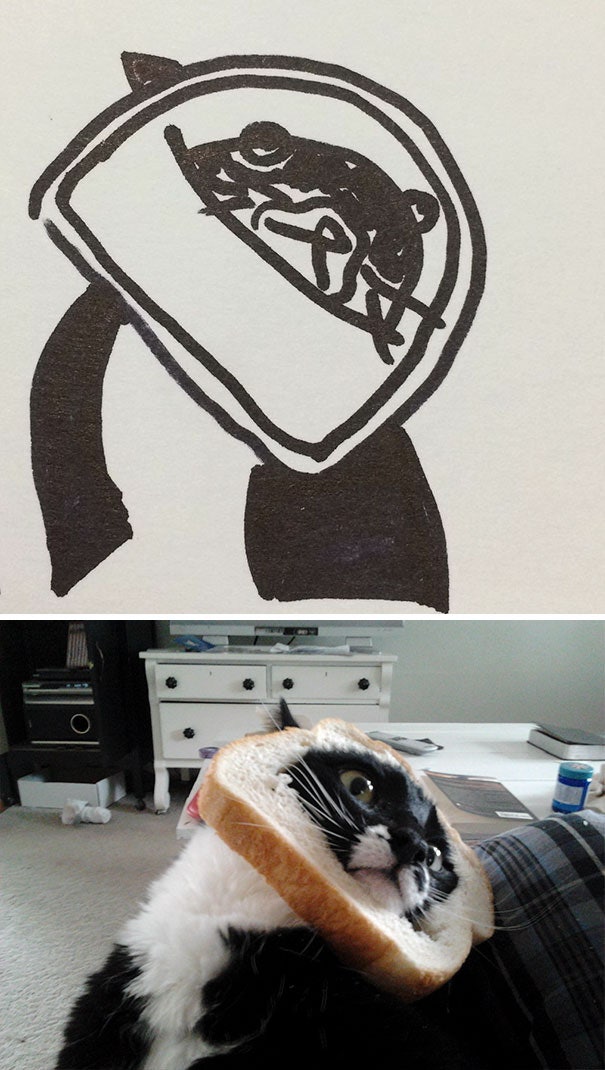 세상에  이렇게 생긴 고양이가 어딨어?