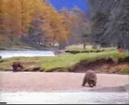 AjarTastyAfricanaugurbuzzard.gif