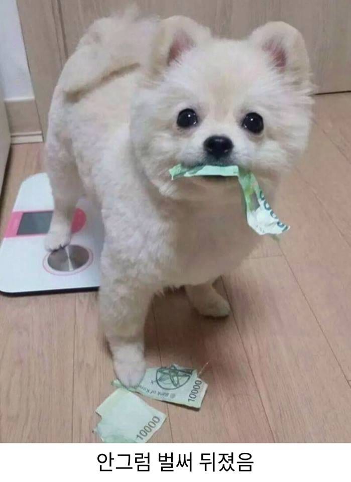 ê°ìì§ê° ê·ì½ê² ì§íí ì´ì&nbsp;.jpg