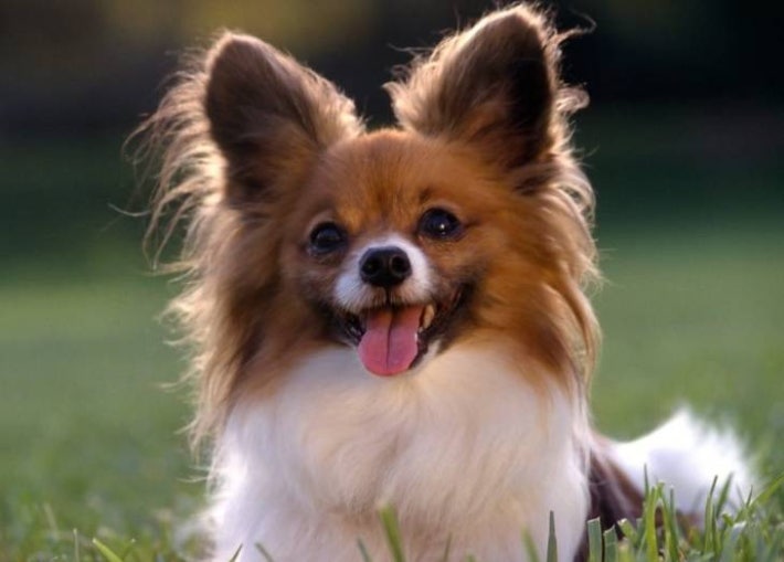 íí¼ì© + ë§í°ì¦ êµë°°