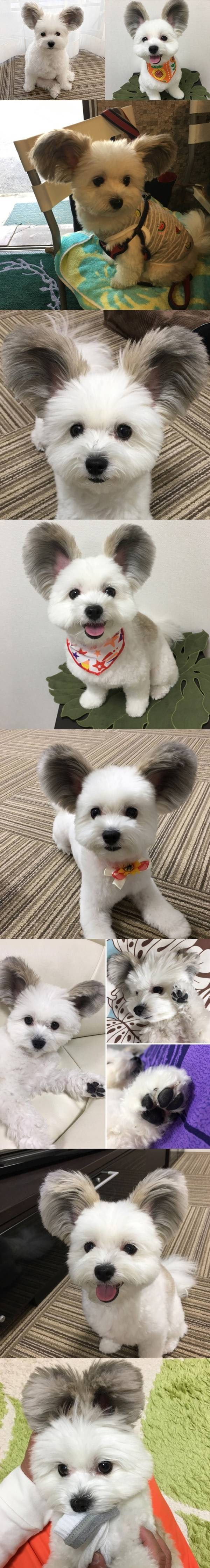 íí¼ì© + ë§í°ì¦ êµë°°