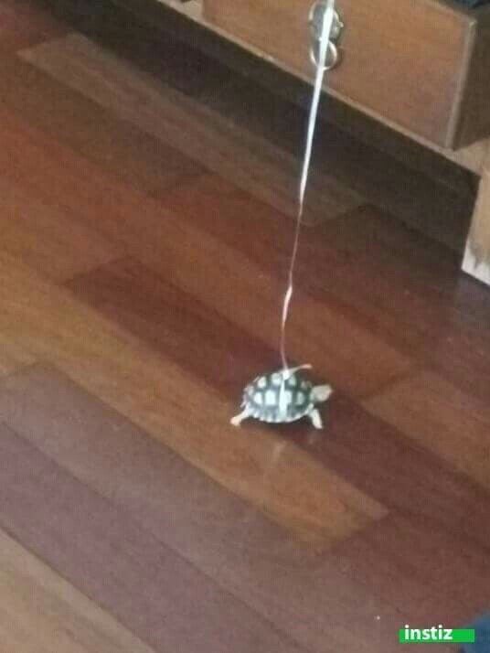 ì§ìì ê±°ë¶ì´ ì ìì´ë²ë¦¬ë ë°©ë²