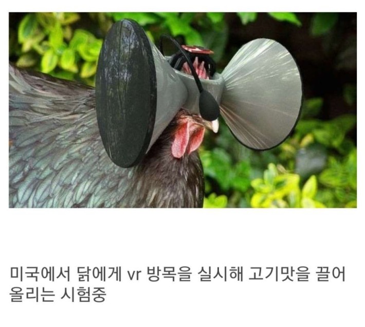 특이점이 온 닭 키우기