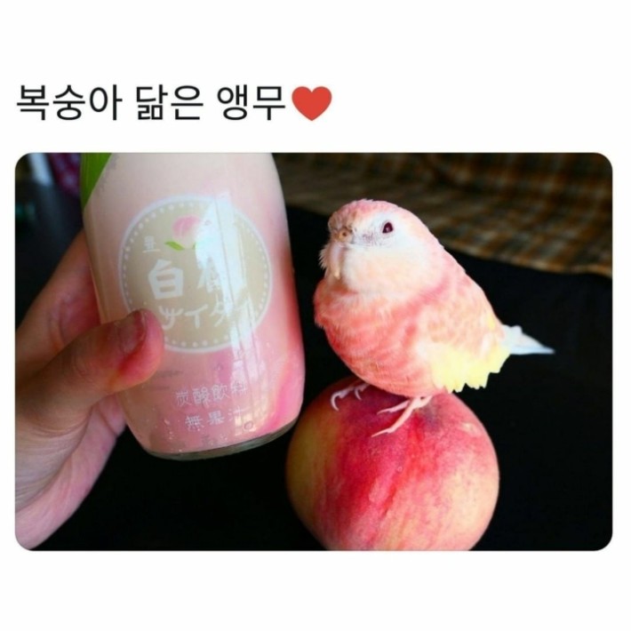 앵무새의 위장술